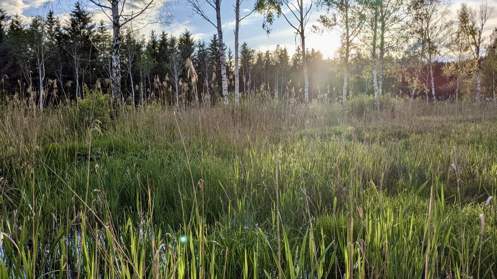Sonnenbeschienenes Moor mit Schilf, Birken und offenen Wasserflächen